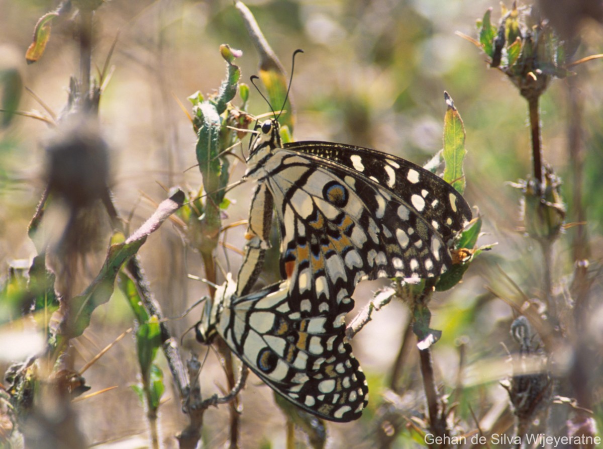 Papilio demoleus Linnaeus, 1758